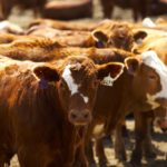The majority of deaths due to bovine respiratory disease (BRD) occur shortly after arrival to the feedlot or within the first 45 days.
