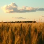 The barley market needs to encourage acreage for 2019.