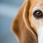 A beagle. (BPretorius/iStock/Getty Images)