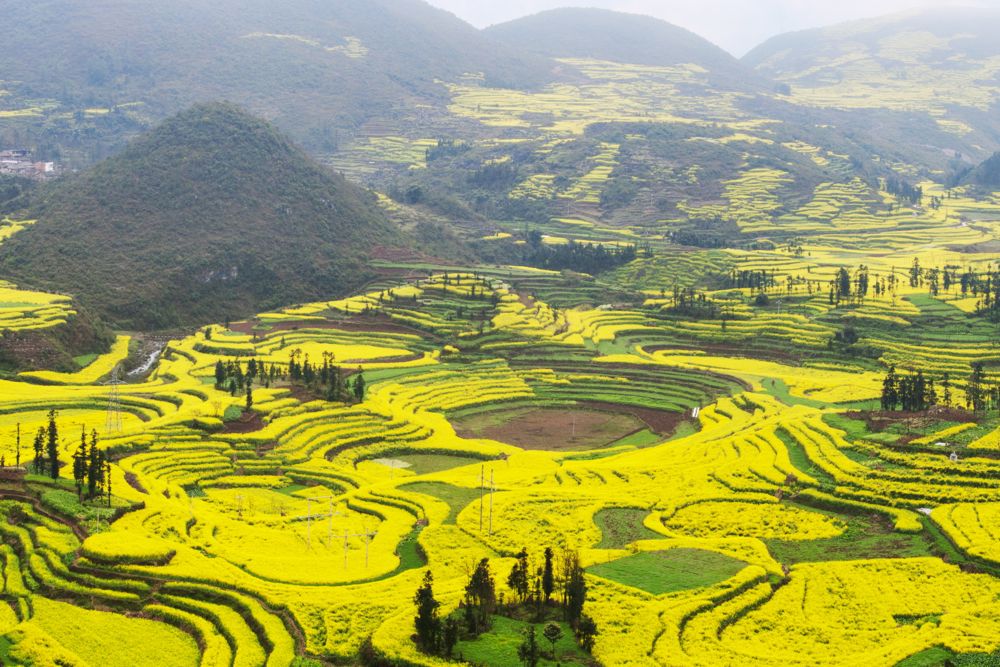 A rapeseed field in southern China’s Yunnan province. (YuenWu/iStock/Getty Images)
