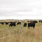 Cattle grazing at Glanton Farms.