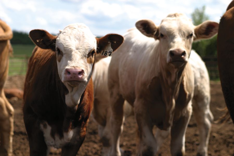Tough questions can face livestock owners. If a calf recovers from illness, what caused the event to occur and what action can be taken to prevent it from happening again?