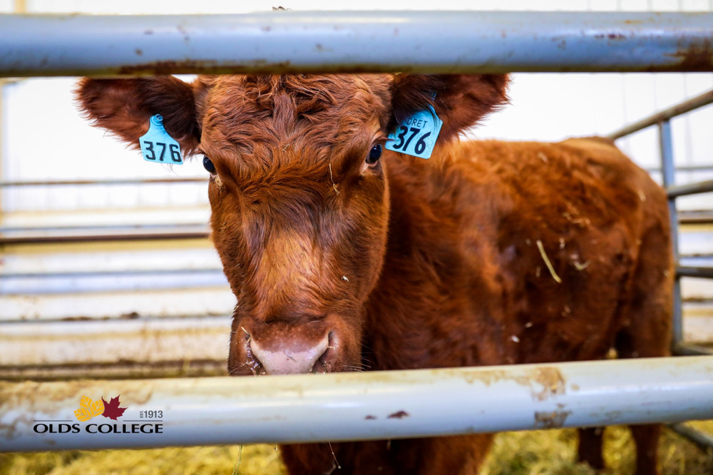 Olds College is now recognized as a “Certified Sustainable” beef production facility.