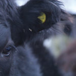 Researchers are working on a test to identify Angus genetics better able to battle bovine respiratory disease.