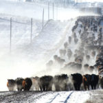 The Ference family runs a 4,000-head cow herd, plus a feedlot and a large farm.