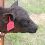 Castration can be one of the most stressful and painful experiences for livestock.
