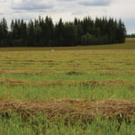 Hay in the swath in northwestern Saskatchewan.