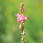 By deferring grazing until later in the year, producers can use cattle to reseed sainfoin stands.