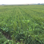 Regrowth of a relay crop after the barley silage was removed in late July.