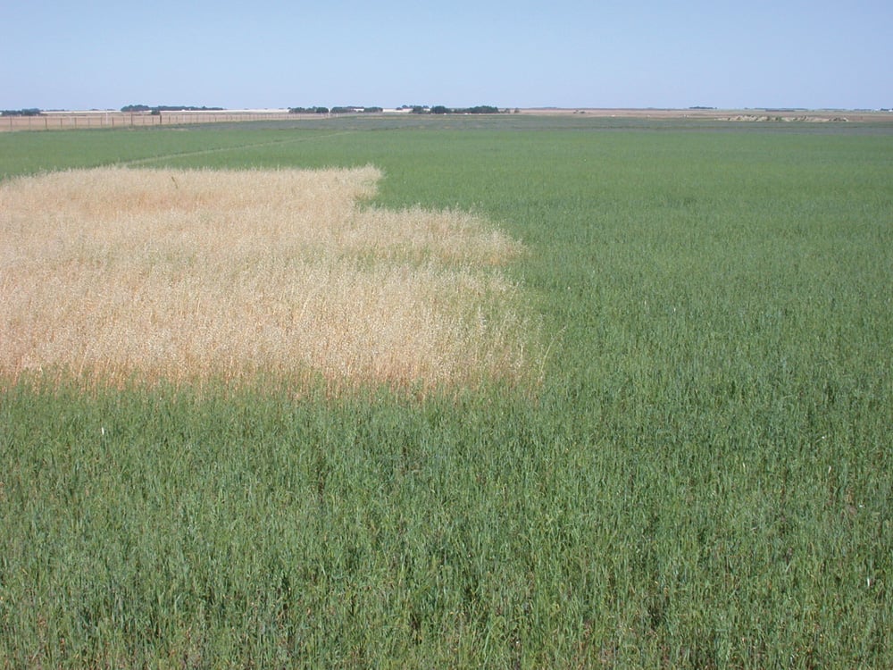 Wild oats (yellow) invade the area the sprayer missed during the establishment year. The green is the nurse crops of oat.