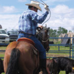 When roping calves during processing, ropers should be experienced and consistent.
