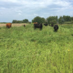 Electric fencing can be an effective way to give pastures or cells a break between grazing.