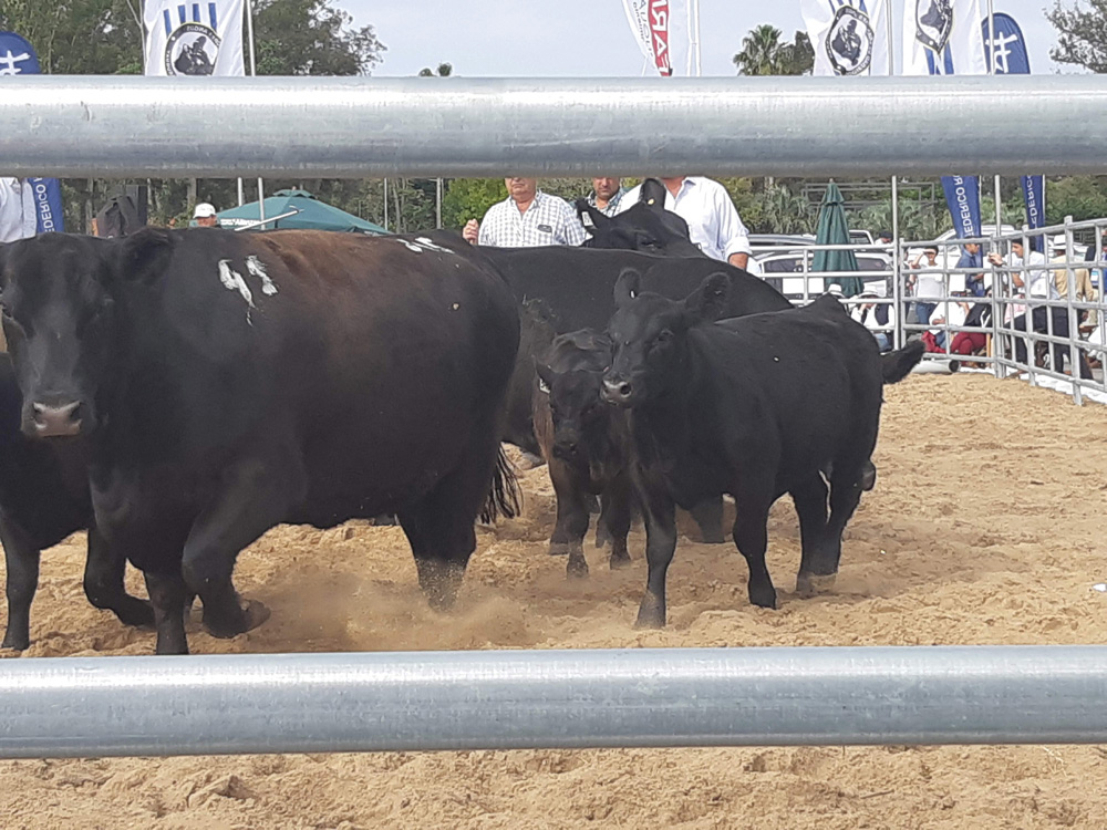 A group of cow-calf pairs at the pen show during the World Angus Secretariat.