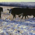 This winter caught many cattle producers by surprise, with the deep freeze and snow depleting feed supplies quicker than anticipated.