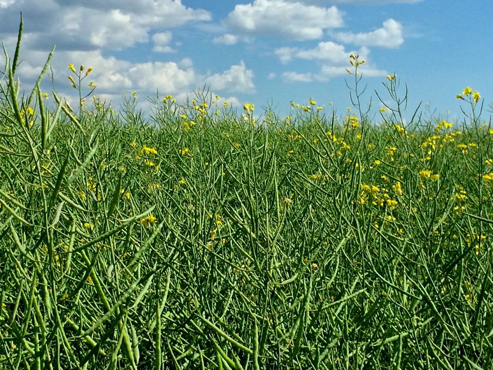 Canola south of Ethelton, Sask. on Aug. 3, 2017. (Dave Bedard photo)
