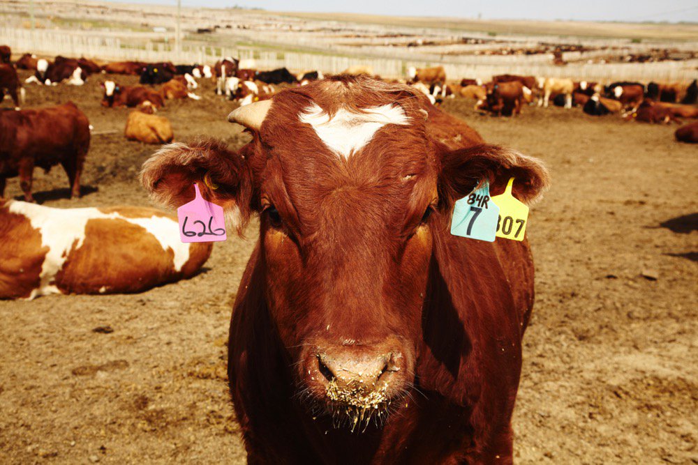 (Photo courtesy Canada Beef Inc.)
