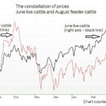 Constellation of prices for live, feeder cattle futures