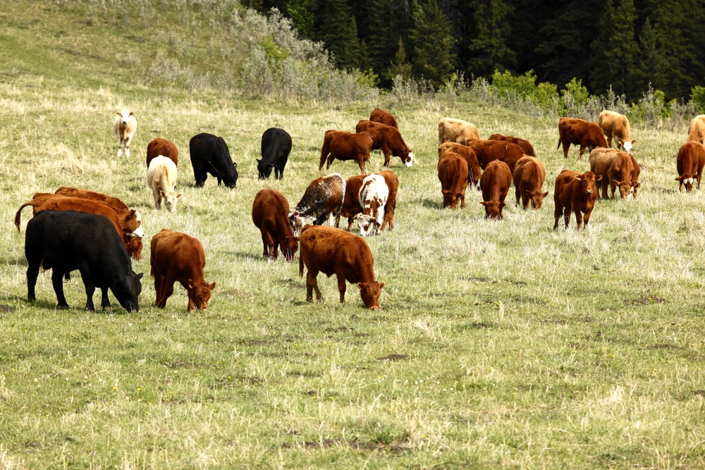 Ontario’s current system is overly dependent on calves from out of province, and the focus is to boost cow numbers.