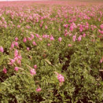 Upcoming sainfoin varieties have improved persistence and yield when grown and grazed in mixed stands with alfalfa.