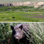 (Photo top) A pilot project for adapting a U.S. grassland protocol to Canada will run at 10 sites in Western Canada. The protocol will aim to prevent conversion of grassland to cropland. Photo credit: Lisa Guenther | (Photo bottom) Wild pig numbers are growing rapidly in Canada, which could have serious implications for agriculture. Photo credit: Ryan Brook