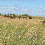 A pasture after three years of intensive grazing management, with higher stock density and longer rest periods.