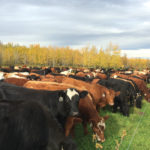 Producers must
balance economics and land health when grazing.