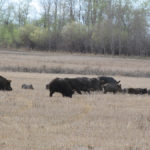 Wild pigs raise several litters a year, and litters average six piglets on the Prairies.