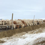 Brian Chrisp places feed along an electric fence, running the wire over the feeder and on both sides. Photo: Supplied by Brian Chrisp