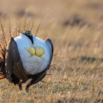Greater sage grouse.