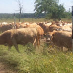 Swidersky trains cattle to walk under the wire by setting up two risers like a gate.