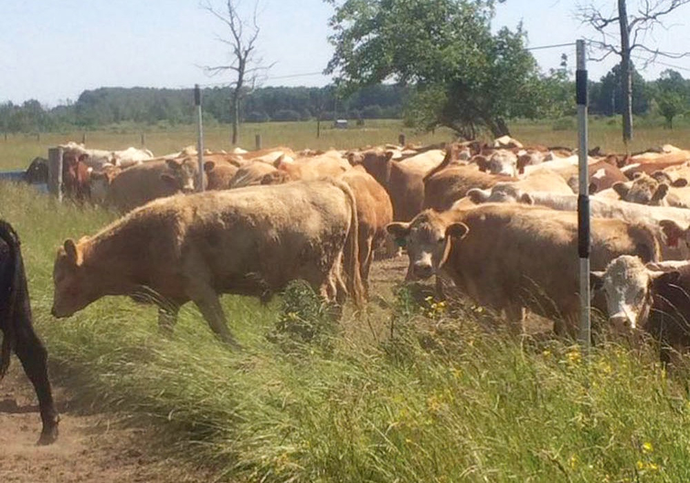 Swidersky trains cattle to walk under the wire by setting up two risers like a gate. 