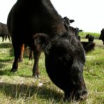 An outbreak in anthrax occurs primarily in wet springs followed by a very hot, dry summer or in very dry conditions.