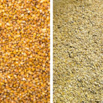 Canadian farmers are expected to increase barley acreage this year as U.S. farmers plant more corn acres.