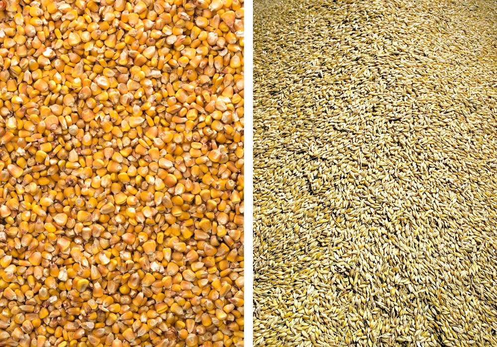 Canadian farmers are expected to increase barley acreage this year as U.S. farmers plant more corn acres.