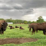 Bison on pasture near Pigeon Lake, Alberta.