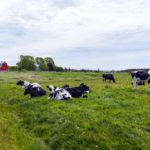 File photo of cattle on Prince Edward Island. (COSPV/iStock/Getty Images)
