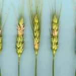 Wheat heads infected with fusarium.