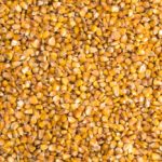 How does corn compare with other feed grains when it comes to cattle nutrition?
