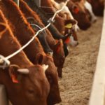 (Photo courtesy Canada Beef Inc.)
