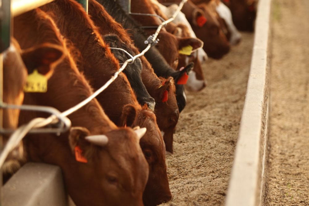(Photo courtesy Canada Beef Inc.)
