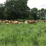 Pasture conditions in Bruce County, Ontario, are excellent. Photo: Tom Cunningham