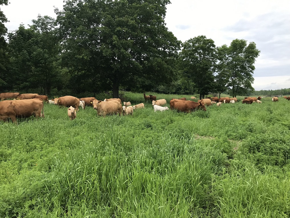 Pasture conditions in Bruce County, Ontario, are excellent. Photo: Tom Cunningham