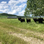 In the foothills south of Calgary, July 14, 2019.