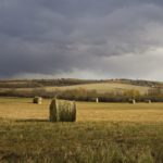 While some producers have seen below-average yields due to dry weather, others are struggling to finish haying in wet conditions. Photo courtesy Canada Beef Inc.