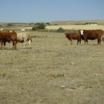 Conditions vary across the Prairies, but some producers are struggling with drought, particularly in Manitoba's Interlake.