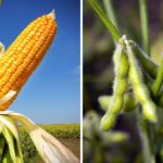 U.S. grains: Futures drop as hopes of Chinese buying spree fizzle