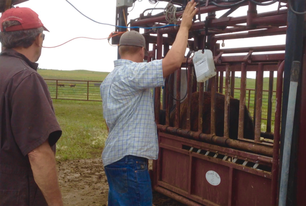 Improved design of handling equipment benefits all aspects of processing cattle.