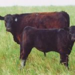 Researchers are studying what might happen if livestock were removed from the landscape.