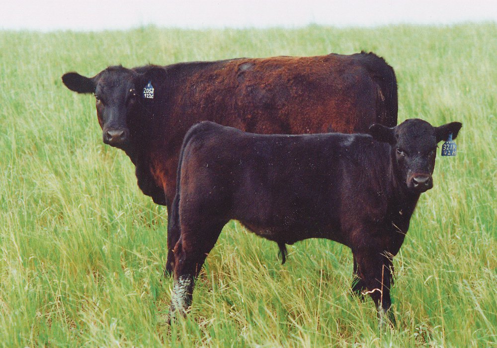 Researchers are studying what might happen if livestock were removed from the landscape.