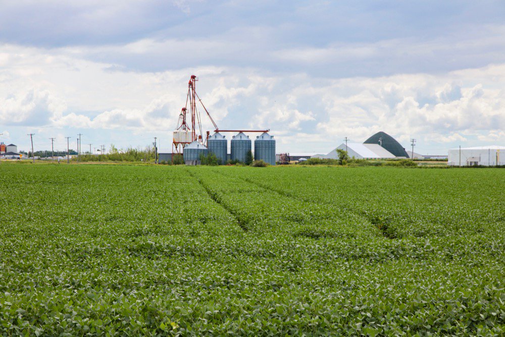 File photo of a green soybean crop south of Winnipeg. (Dougall_Photography/iStock/Getty Images)
